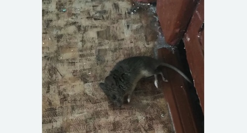 Дезинфекция от мышей в Калининске