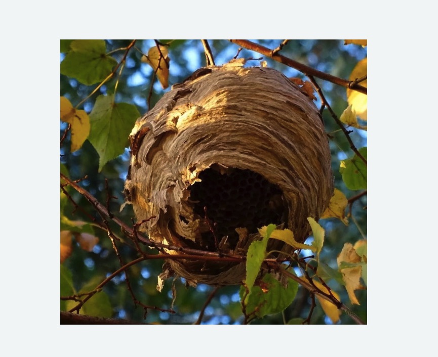 Обработка от шершней в Калининске