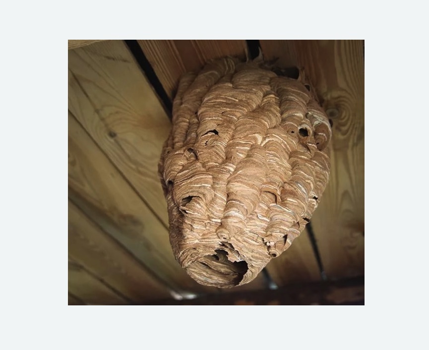 обработка от шершней в Калининске