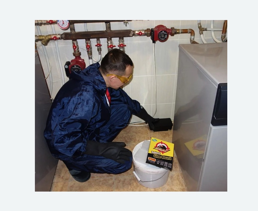 Уничтожение крыс в Калининске