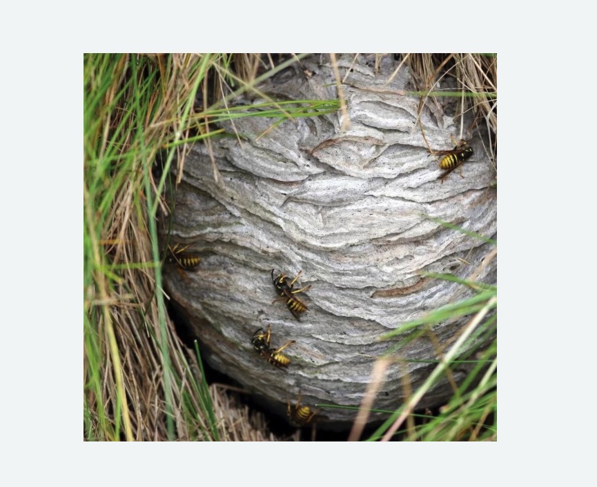 Уничтожение ос и ульев в Калининске